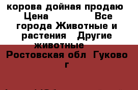 корова дойная продаю › Цена ­ 100 000 - Все города Животные и растения » Другие животные   . Ростовская обл.,Гуково г.